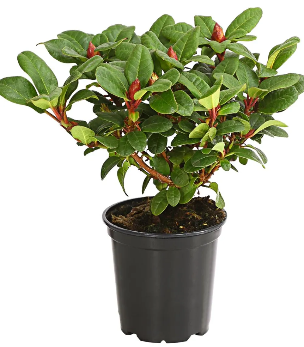 Dehner Rhododendren|Blühende Sträucher - Zwerg-Rhododendron Rot