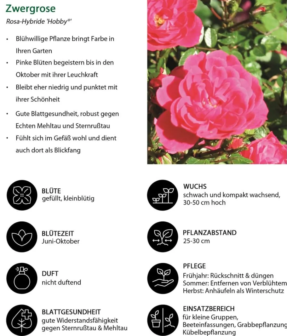Dehner Rosen > Zwergrose 'Hobby®'
