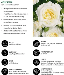 Dehner Zwergrose 'Honeymilk®' Weiß Online