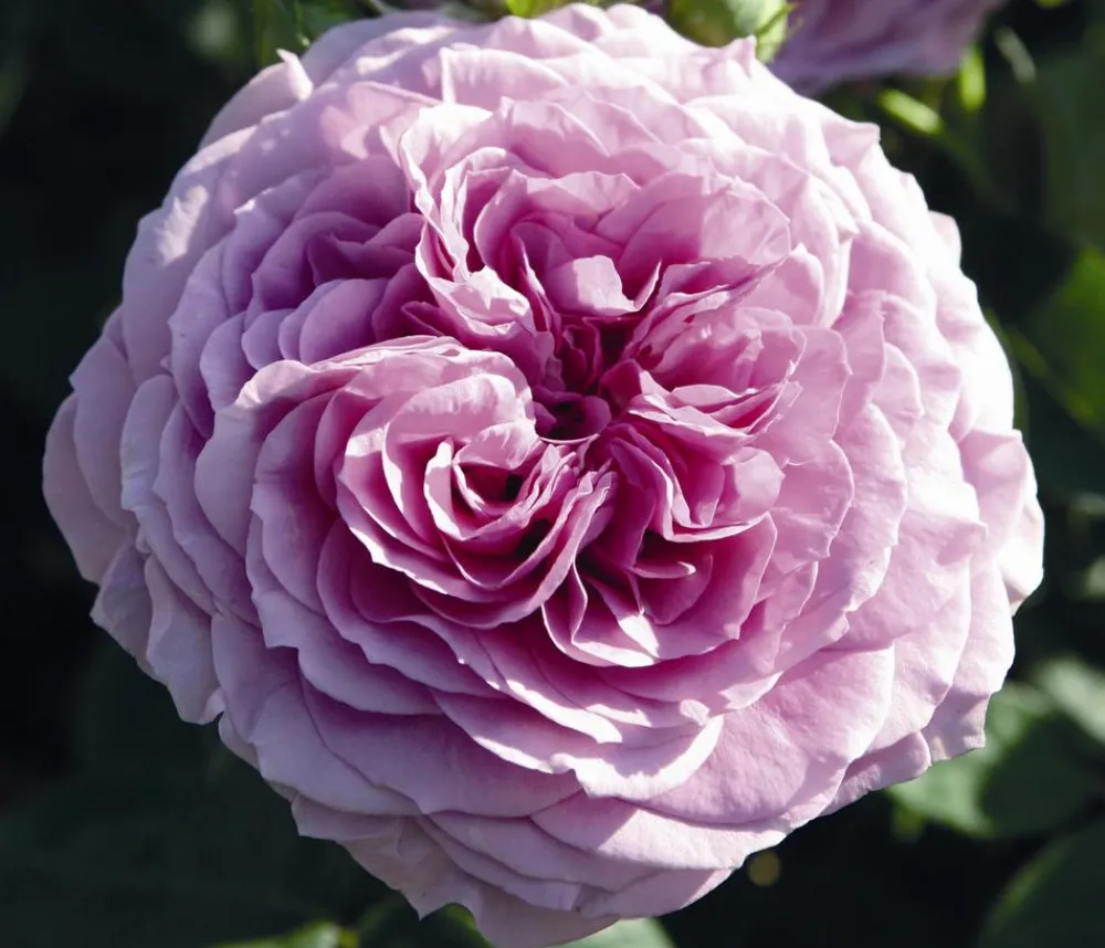 Dehner Zwergrose 'Lavender Ice®' Lavendel Sale
