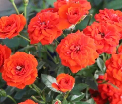 Dehner Rosen > Zwergrose 'Orange Babyflor®'