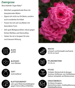 Dehner Rosen - Zwergrose 'Sugar Baby®' Rosa