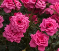 Dehner Rosen - Zwergrose 'Sugar Baby®' Rosa
