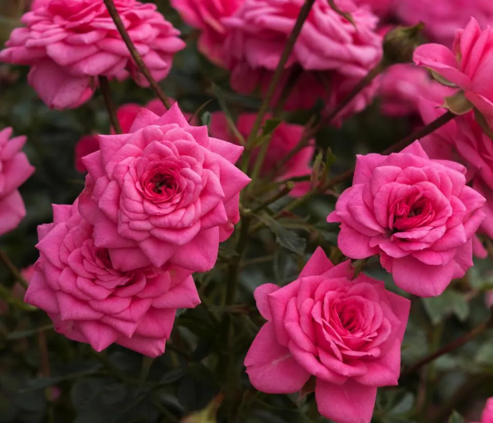 Dehner Rosen - Zwergrose 'Sugar Baby®' Rosa