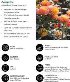Dehner Rosen > Zwergrose 'Tropical Clementine®'