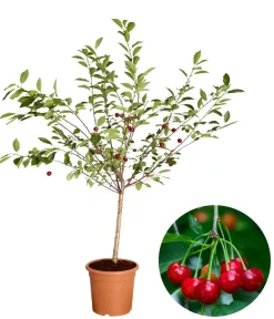 Dehner Obstbäume|Säulenobst & Zwergobst > Zwergsauerkirsche 'Griotella'