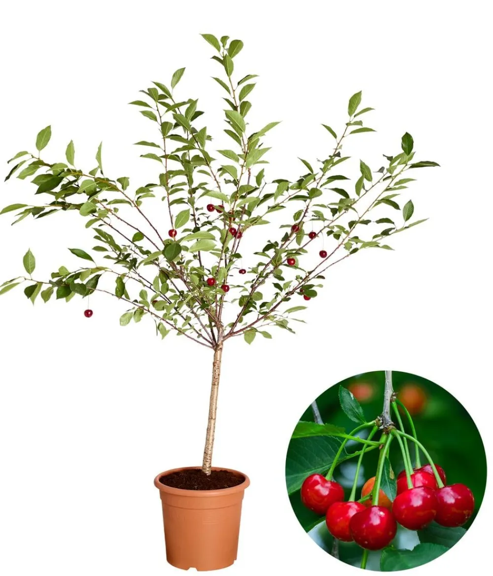 Dehner Obstbäume|Säulenobst & Zwergobst > Zwergsauerkirsche 'Griotella'