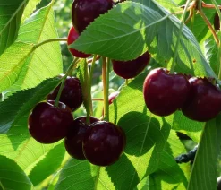Dehner Obstbäume|Säulenobst & Zwergobst > Zwergsüßkirsche 'Stella Compact'