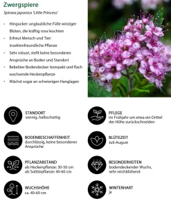 Dehner Grabschmuck & Grabgestaltung|Laubgehölze - Zwergspiere 'Little Princess' Rosa