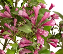 Dehner Laubgehölze|Blühende Sträucher > Zwerg-Weigelie 'Nana Purpurea'