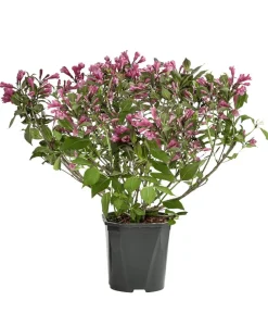 Dehner Laubgehölze|Blühende Sträucher > Zwerg-Weigelie 'Nana Purpurea'