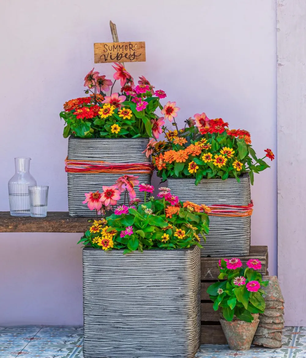 Dehner Sommerblumen - Zwergzinnie, verschiedene Farben