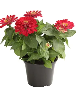 Dehner Sommerblumen - Zwergzinnie, verschiedene Farben