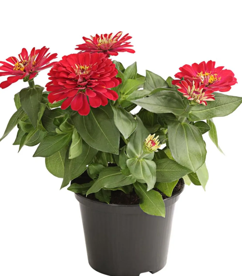 Dehner Sommerblumen - Zwergzinnie, verschiedene Farben