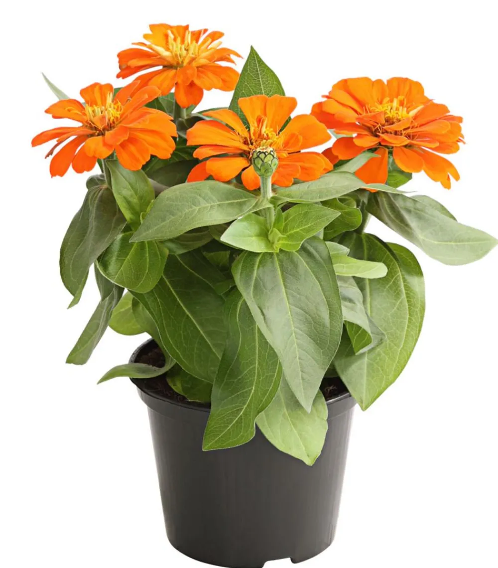 Dehner Sommerblumen - Zwergzinnie, verschiedene Farben