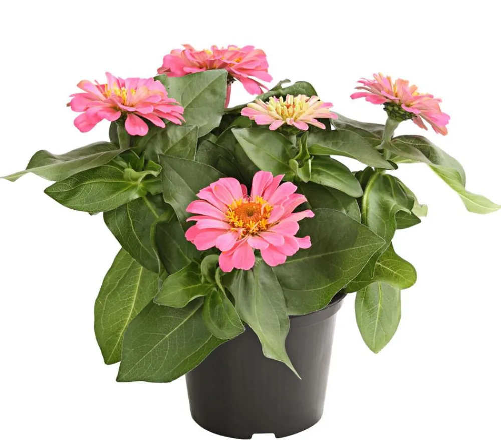 Dehner Sommerblumen - Zwergzinnie, verschiedene Farben