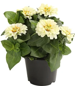 Dehner Sommerblumen - Zwergzinnie, verschiedene Farben