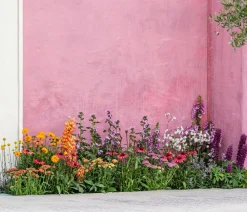 Dehner Sommerblumen - Zwergzinnie, verschiedene Farben