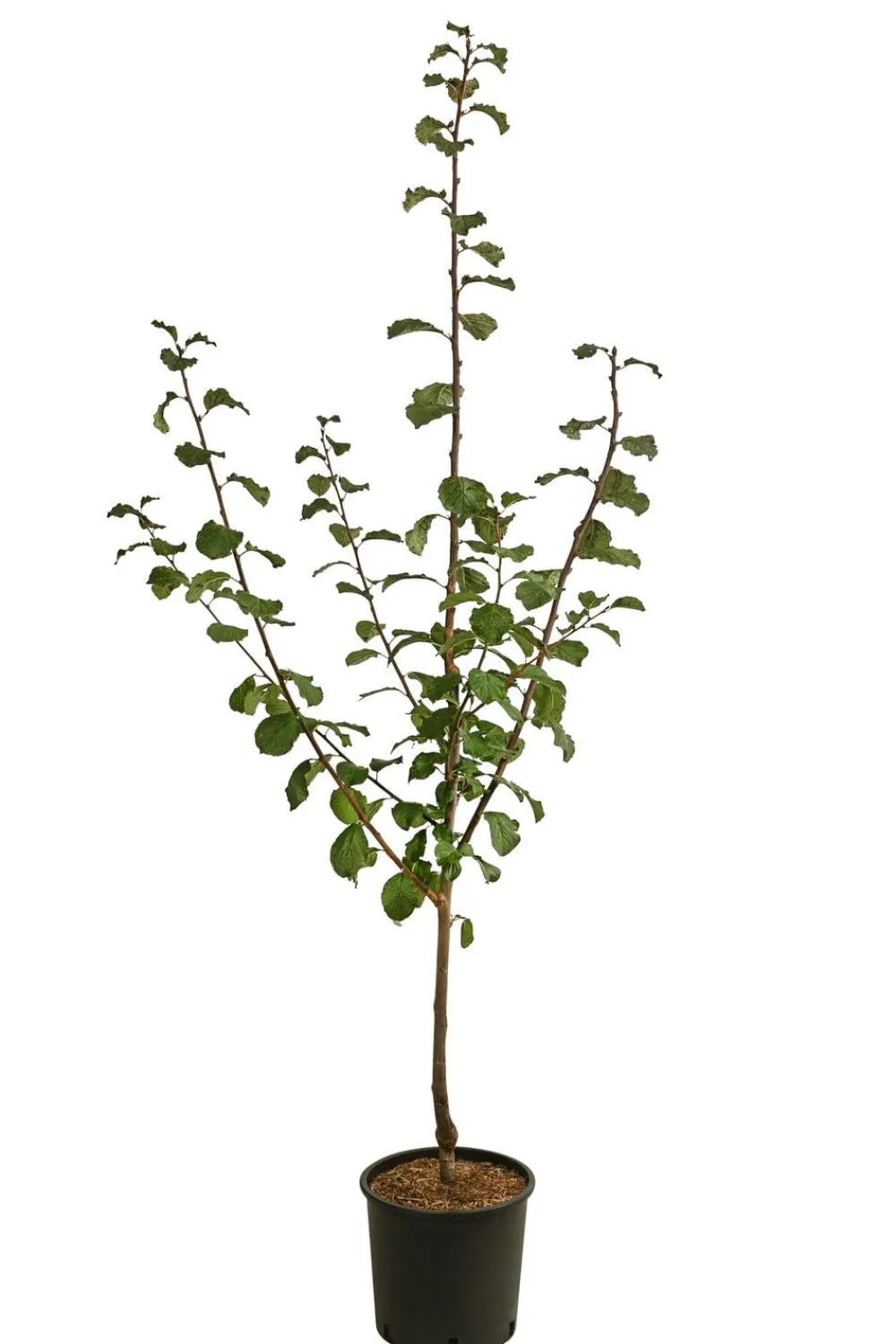 Dehner Zwetschge 'Haganta' Hot
