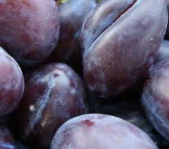 Dehner Obstbäume|Zwetschgen- & Pflaumenbäume > Zwetschge 'Haroma'