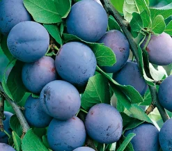 Dehner Obstbäume|Zwetschgen- & Pflaumenbäume - Zwetschge 'Hermann'