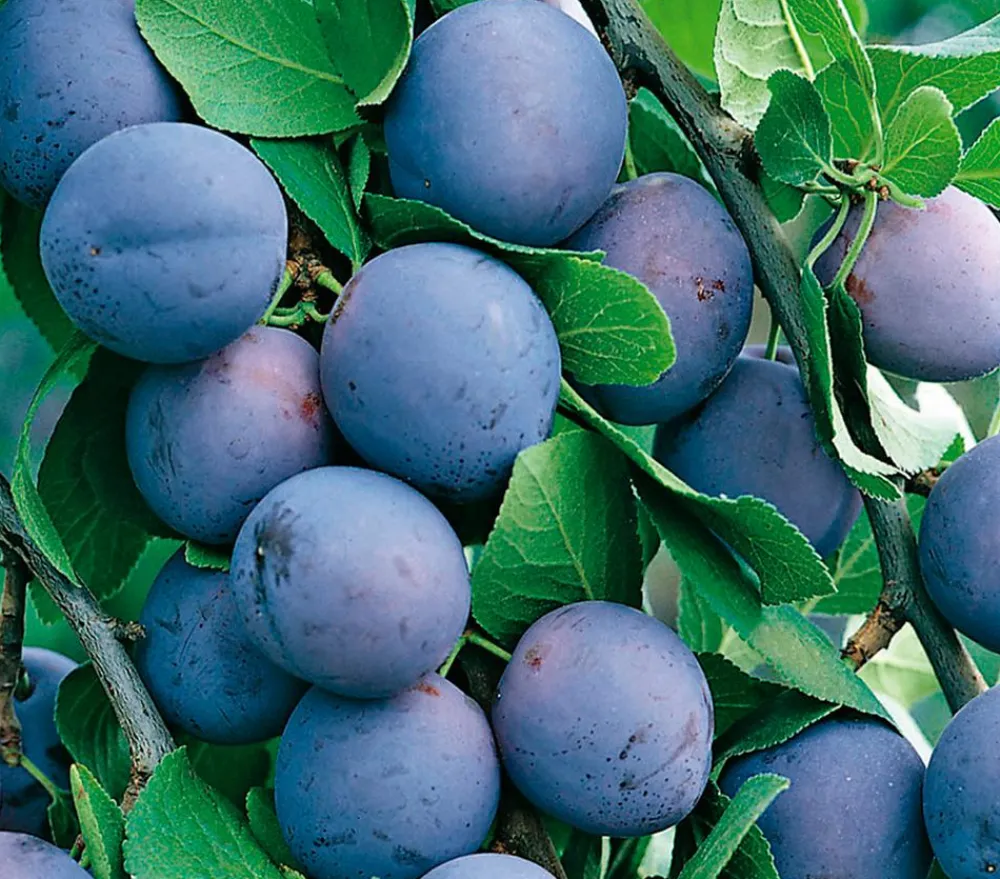 Dehner Obstbäume|Zwetschgen- & Pflaumenbäume - Zwetschge 'Hermann'