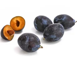 Dehner Obstbäume|Zwetschgen- & Pflaumenbäume - Zwetschge 'Jojo' Lila