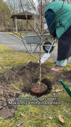 Dehner Obstbäume|Zwetschgen- & Pflaumenbäume - Zwetschge - Mirabelle 'Miroma' ®