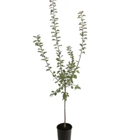 Dehner Obstbäume|Zwetschgen- & Pflaumenbäume - Zwetschge - Mirabelle 'Miroma' ®