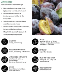 Dehner Obstbäume|Zwetschgen- & Pflaumenbäume - Zwetschgen-Duo 'Hauszwetschge/Oullins Reneklode' Gelb