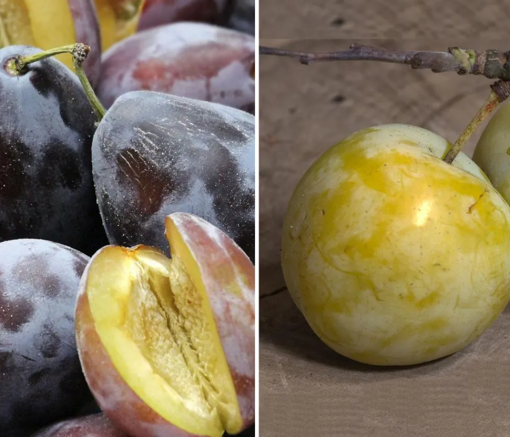 Dehner Obstbäume|Zwetschgen- & Pflaumenbäume - Zwetschgen-Duo 'Hauszwetschge/Oullins Reneklode' Gelb