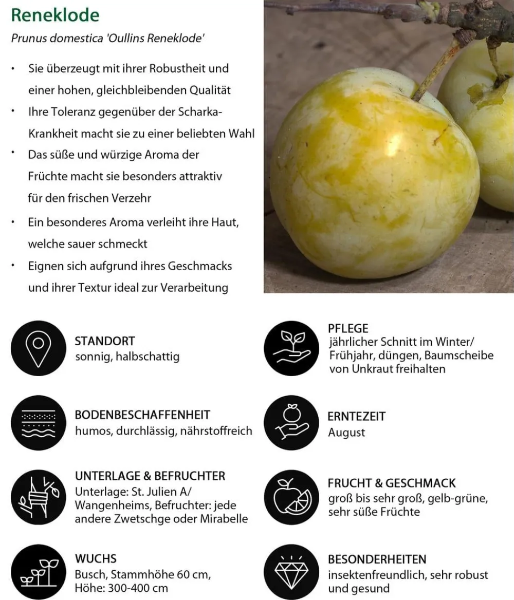 Dehner Obstbäume|Zwetschgen- & Pflaumenbäume - Zwetschgen-Duo 'Hauszwetschge/Oullins Reneklode' Gelb
