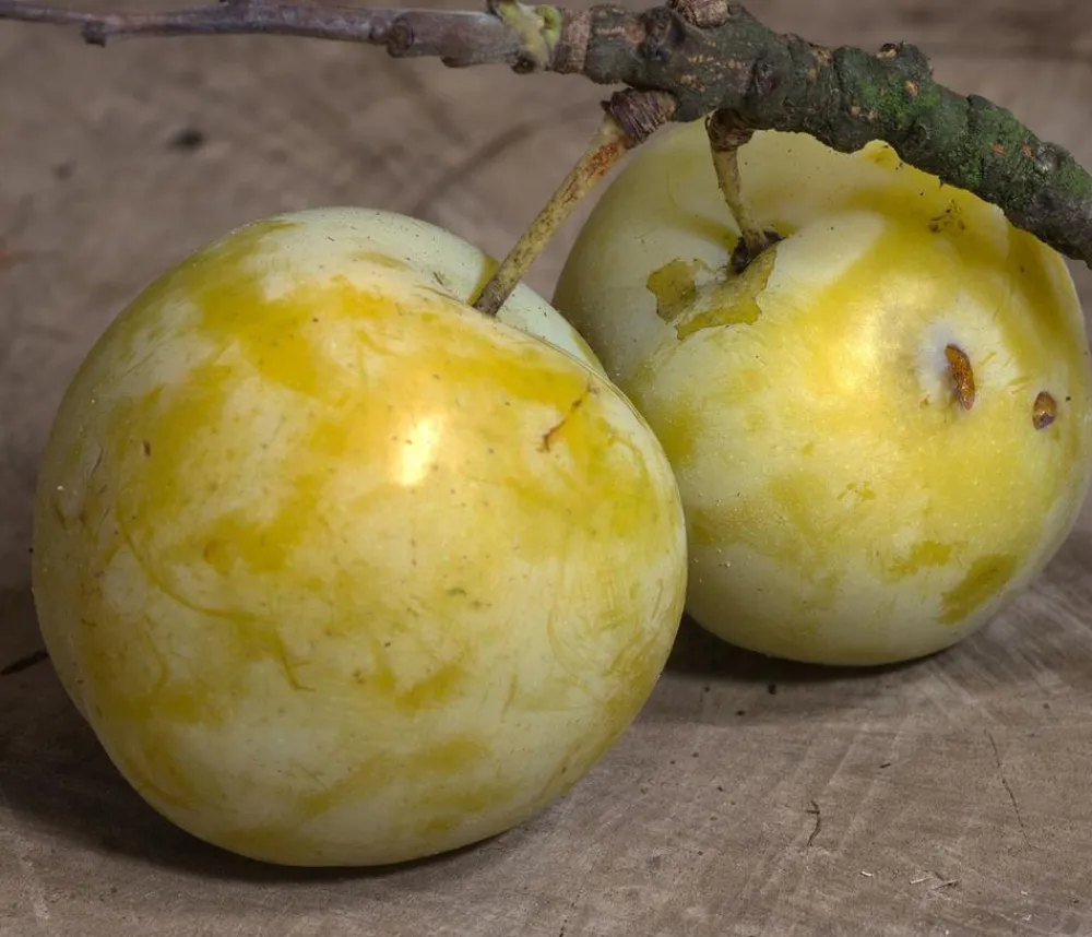 Dehner Obstbäume|Zwetschgen- & Pflaumenbäume - Zwetschgen-Duo 'Hauszwetschge/Oullins Reneklode' Gelb