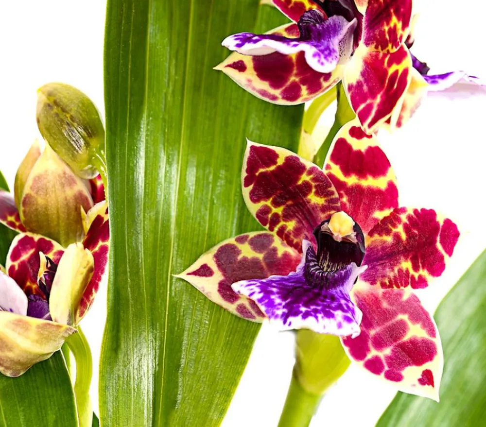 Dehner Orchideen > Zygopetalum - Zygopetalum cultivars