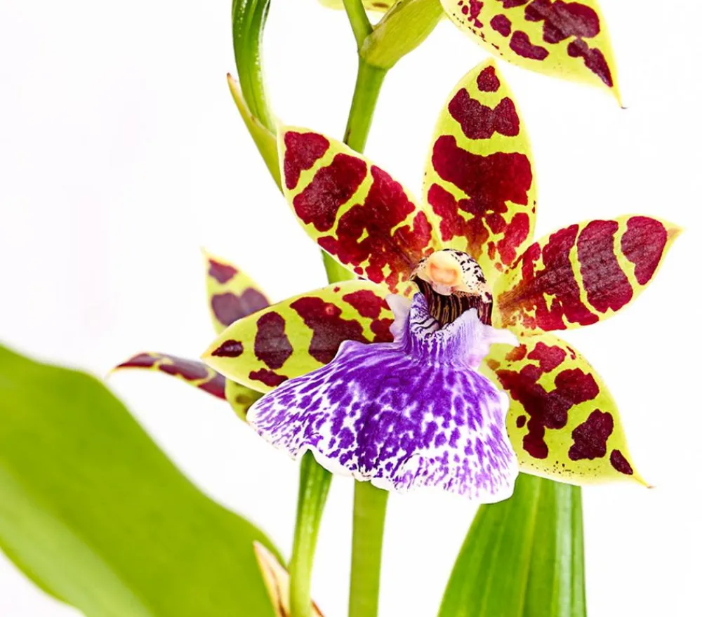 Dehner Orchideen > Zygopetalum - Zygopetalum cultivars