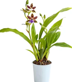 Dehner Orchideen > Zygopetalum - Zygopetalum cultivars