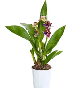 Dehner Orchideen > Zygopetalum - Zygopetalum cultivars
