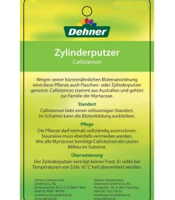 Dehner Terrassenpflanzen > Zylinderputzer, Busch