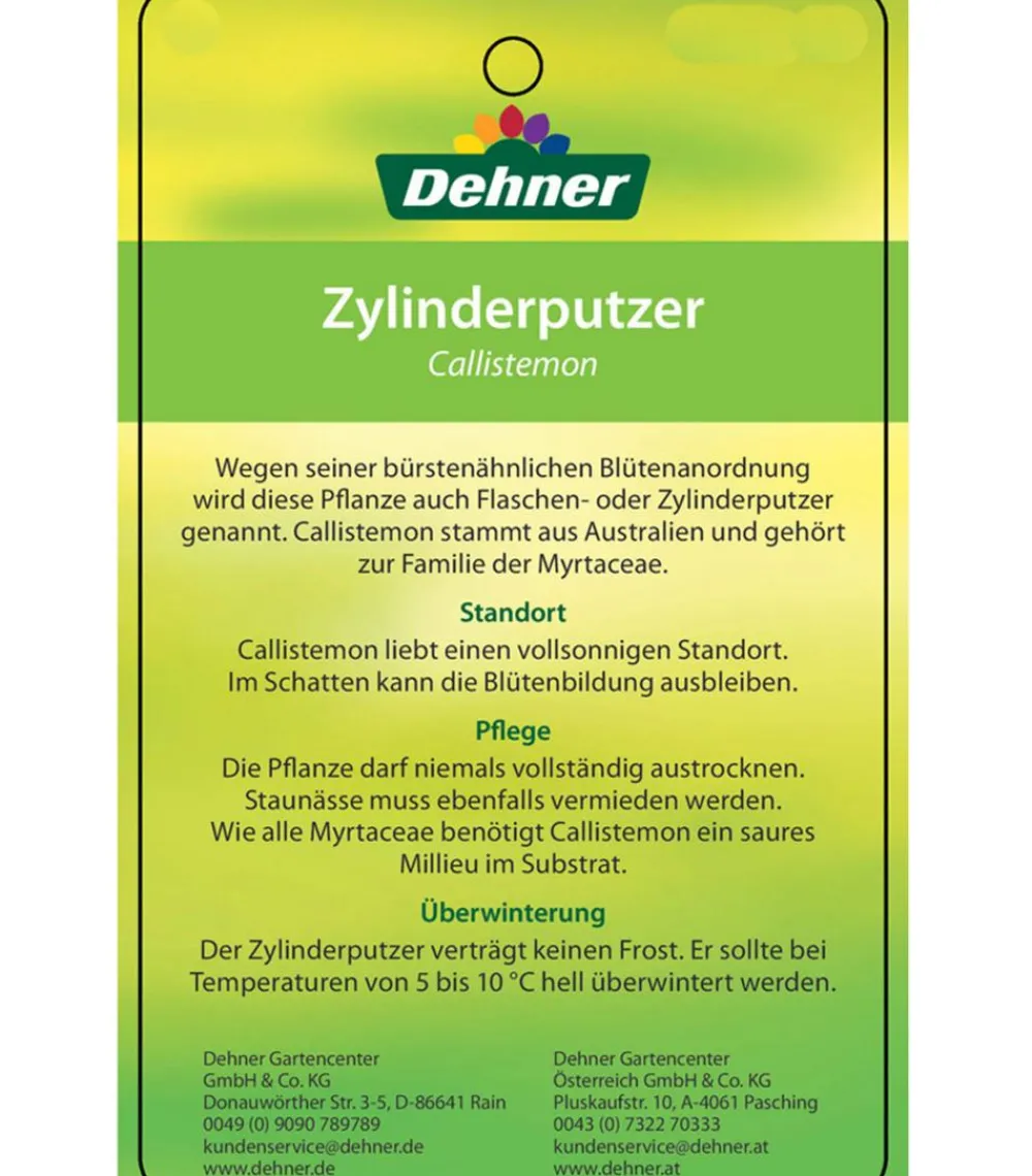 Dehner Terrassenpflanzen > Zylinderputzer, Busch