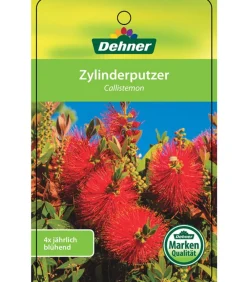 Dehner Terrassenpflanzen > Zylinderputzer, Busch