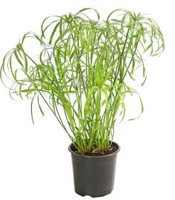 Dehner Grünpflanzen > Zypergras - Cyperus alternifolius