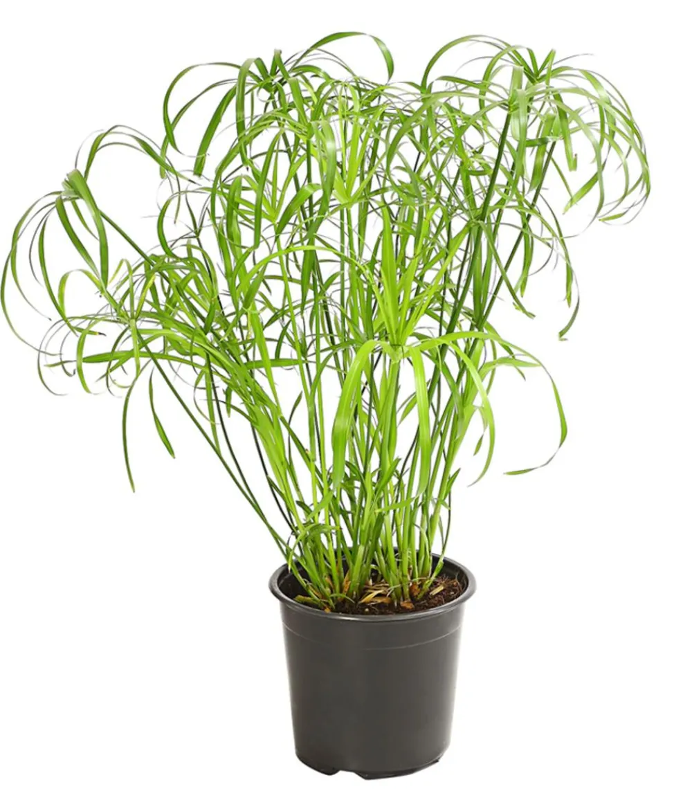 Dehner Grünpflanzen > Zypergras - Cyperus alternifolius