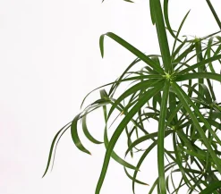 Dehner Grünpflanzen|Gartenteich·Teichzubehör & Teichpflege - Zypergras - Cyperus glaber Grün
