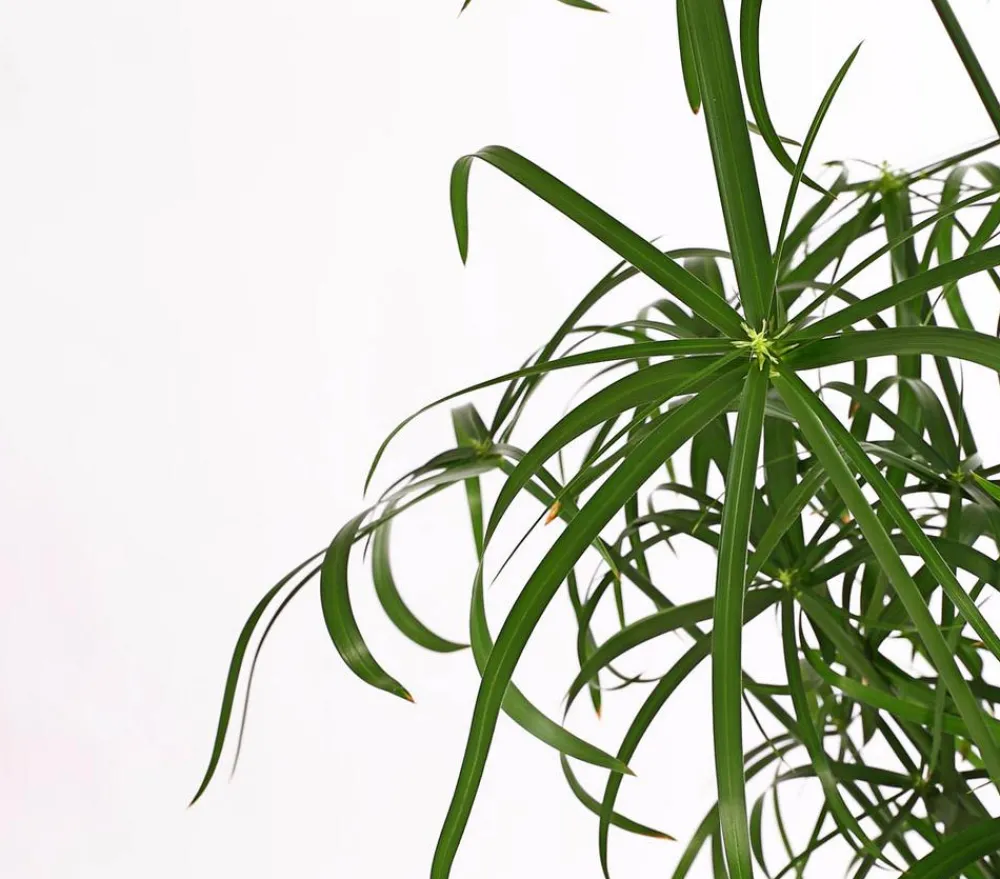 Dehner Grünpflanzen|Gartenteich·Teichzubehör & Teichpflege - Zypergras - Cyperus glaber Grün