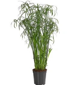 Dehner Grünpflanzen|Gartenteich·Teichzubehör & Teichpflege - Zypergras - Cyperus glaber Grün