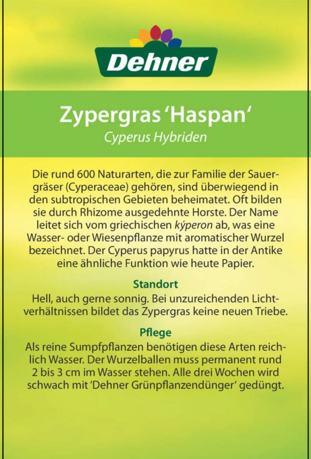 Dehner Zypergras - Cyperus haspan Grün Hot