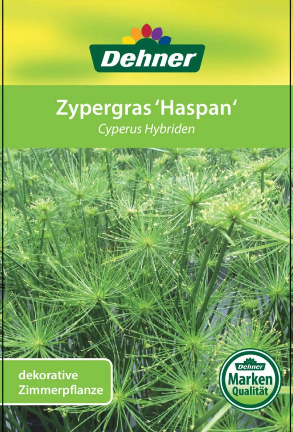 Dehner Zypergras - Cyperus haspan Grün Hot