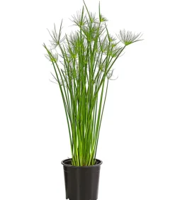 Dehner Zypergras - Cyperus haspan Grün Hot