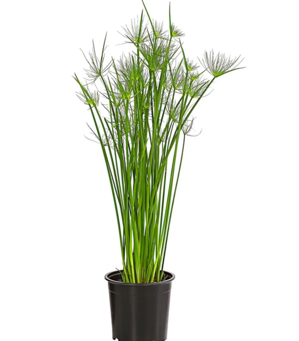Dehner Zypergras - Cyperus haspan Grün Hot