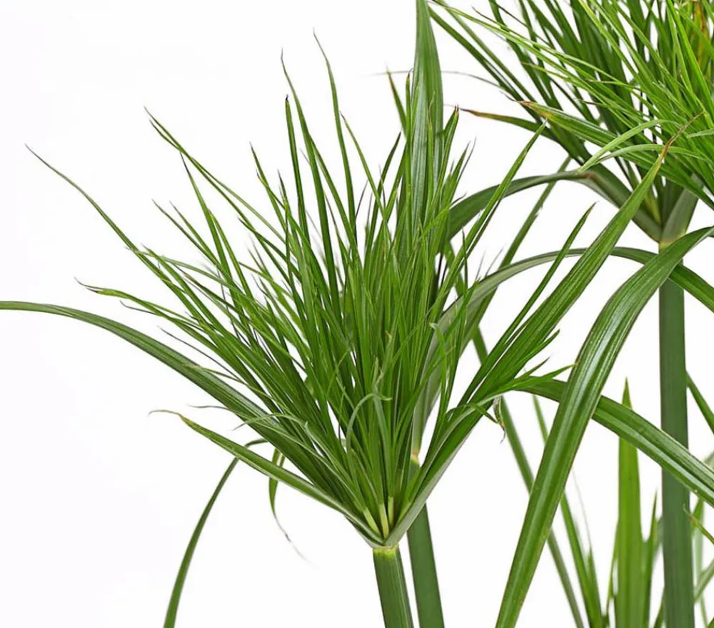 Dehner Zyperngras - Cyperus papyrus Grün Hot